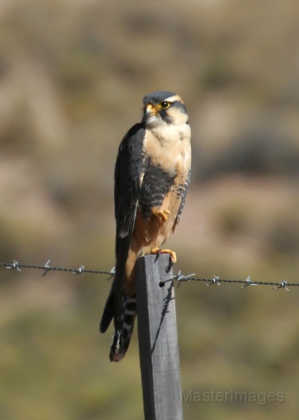 IMG_9073c.jpg - Aplomado Falcon (Falco femoralis)